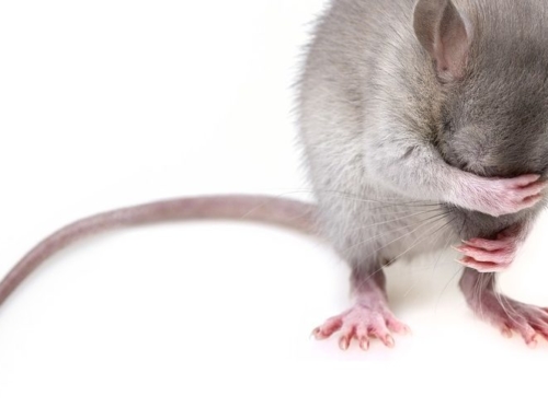 Prévention contre les rats: Le reflex LDSH